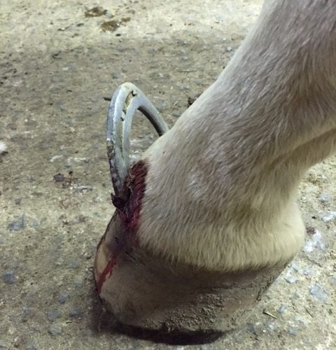 Lehigh_Valley_Equine_Hoof_Emergency