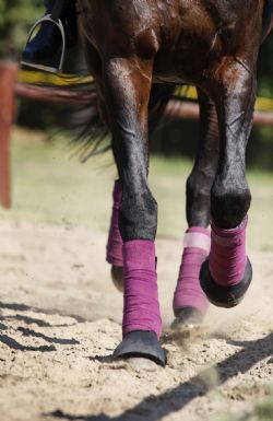 Your Horses Lameness - All Point Equine