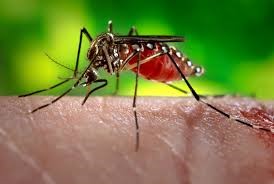 Fall News West Nile Virus Equine