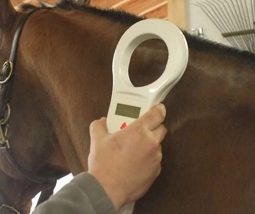 Equine Microchipping All Points Equine Lehigh Valley