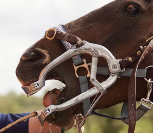 Fall 2017 Preventative Care Reminders for Horse Dentistry and other fall specials like Acupuncture and Chiropractic Care.