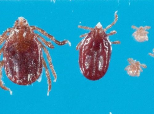 Longhorned Asian Tick aka Bush Tick Winter 2018 News with All Points Equine