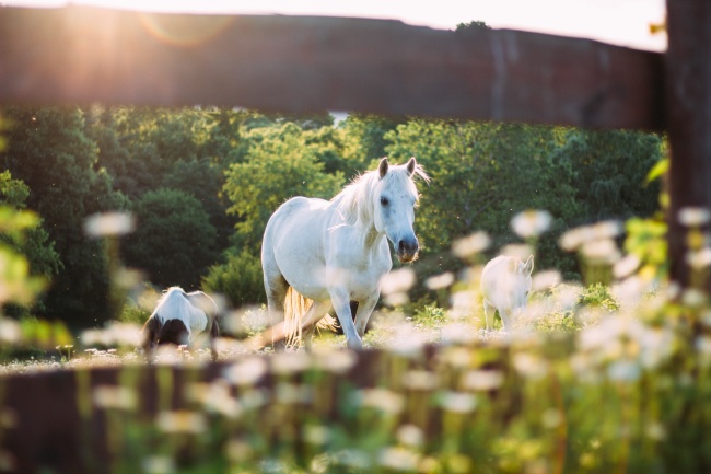 Spring 2019 News, Nebraska, Barn Fire Safety