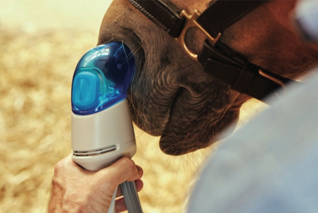 Equine Asthma Treatment Equihaler Boehringer Ingelheim