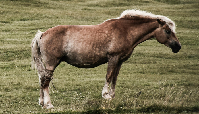 Chiropractic equine veterinary care