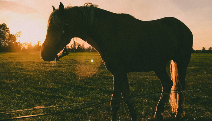 Equine Veterinary Dentistry 